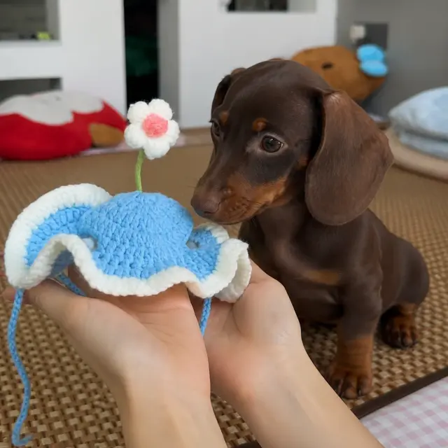 Blooming Flower Knit Dog Hat