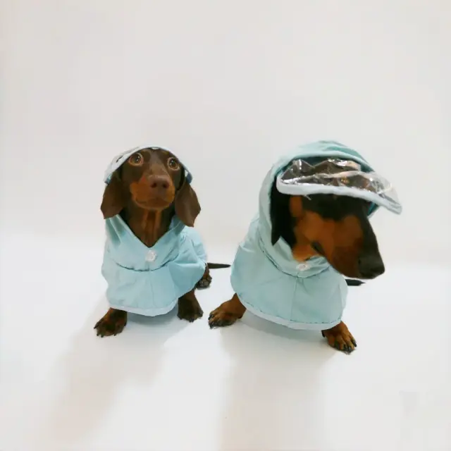 Doxie Rainy Day Hooded Poncho